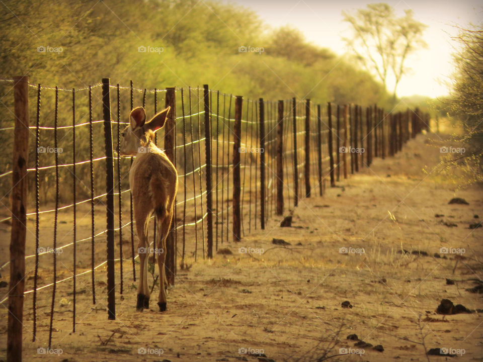Kudu calf longing for his mother that is on the other side, since he is too small to jump the fence.