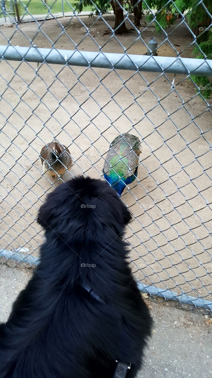 No Person, Bird, Portrait, Fence, Animal