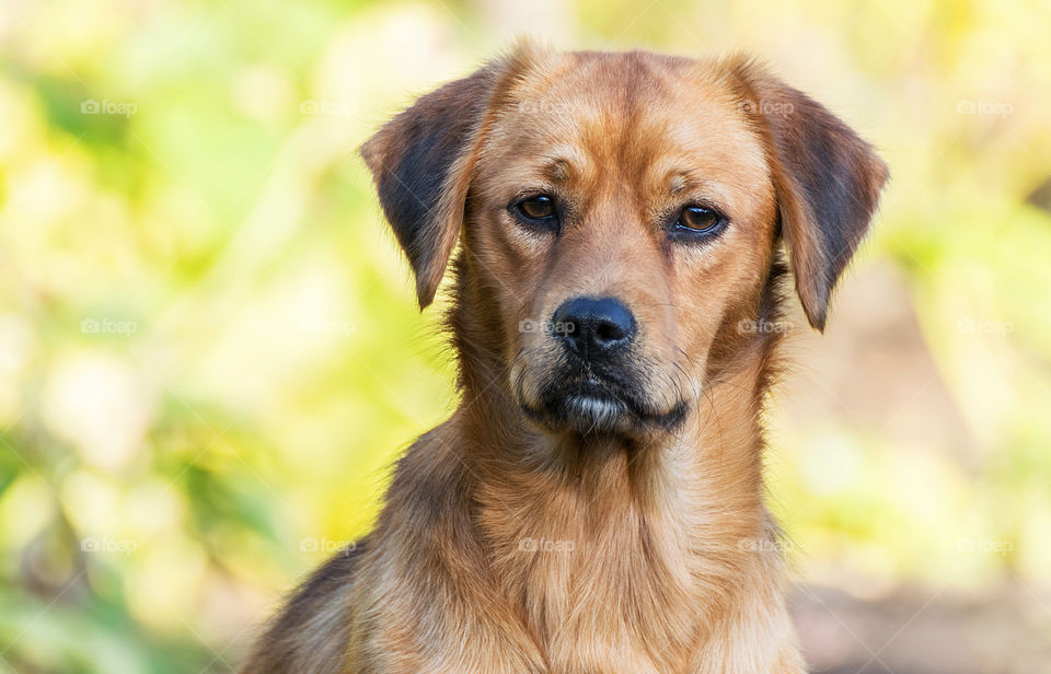 Young dog portrait close-up