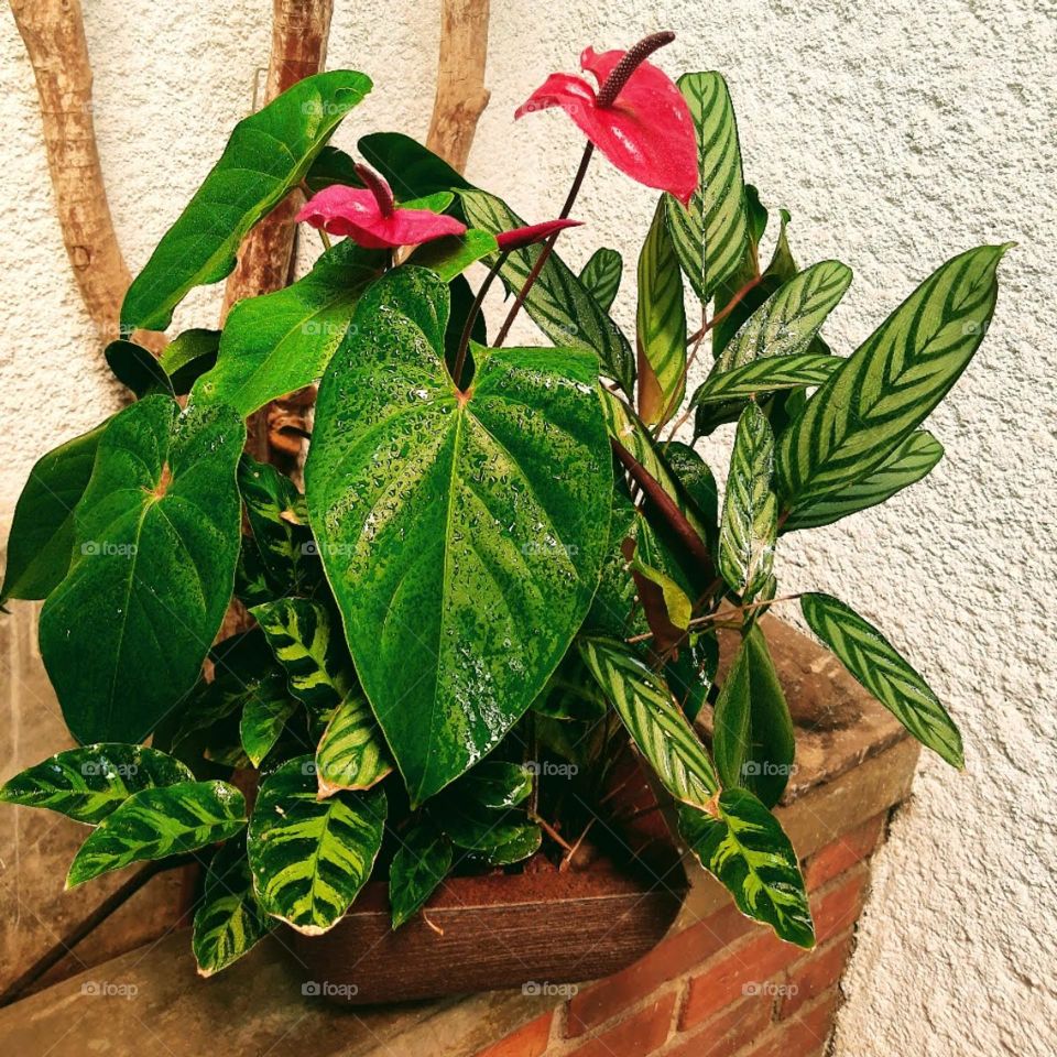 anthurium flowers in a vase