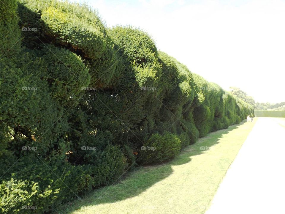 Topiary hedge