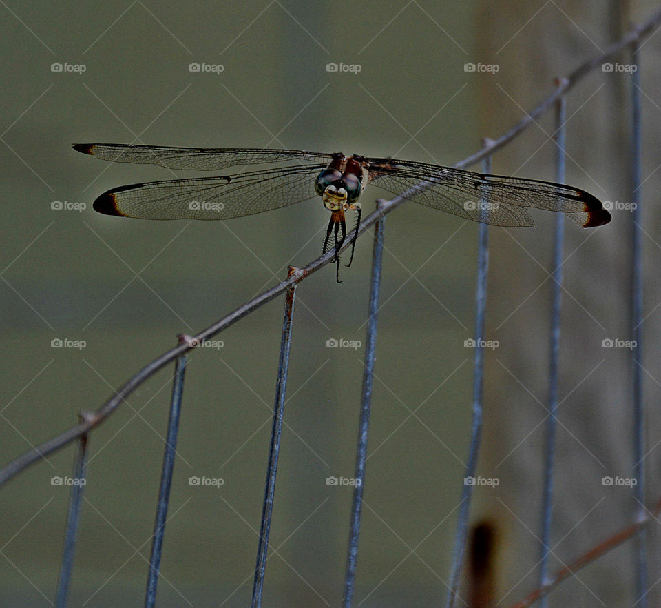 Dragonfly walking tight rope . Wings spread wide for aerodynamic approach for the walk across the wire fence!