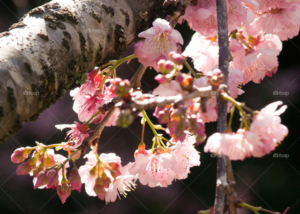 cherry blossom