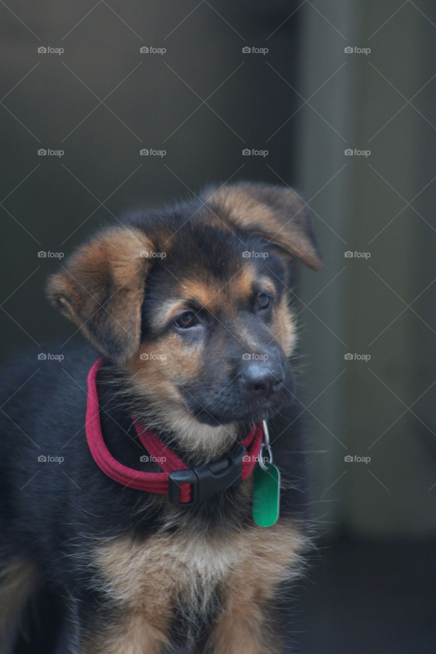 German shepherd puppy dog large collar cute puppy
