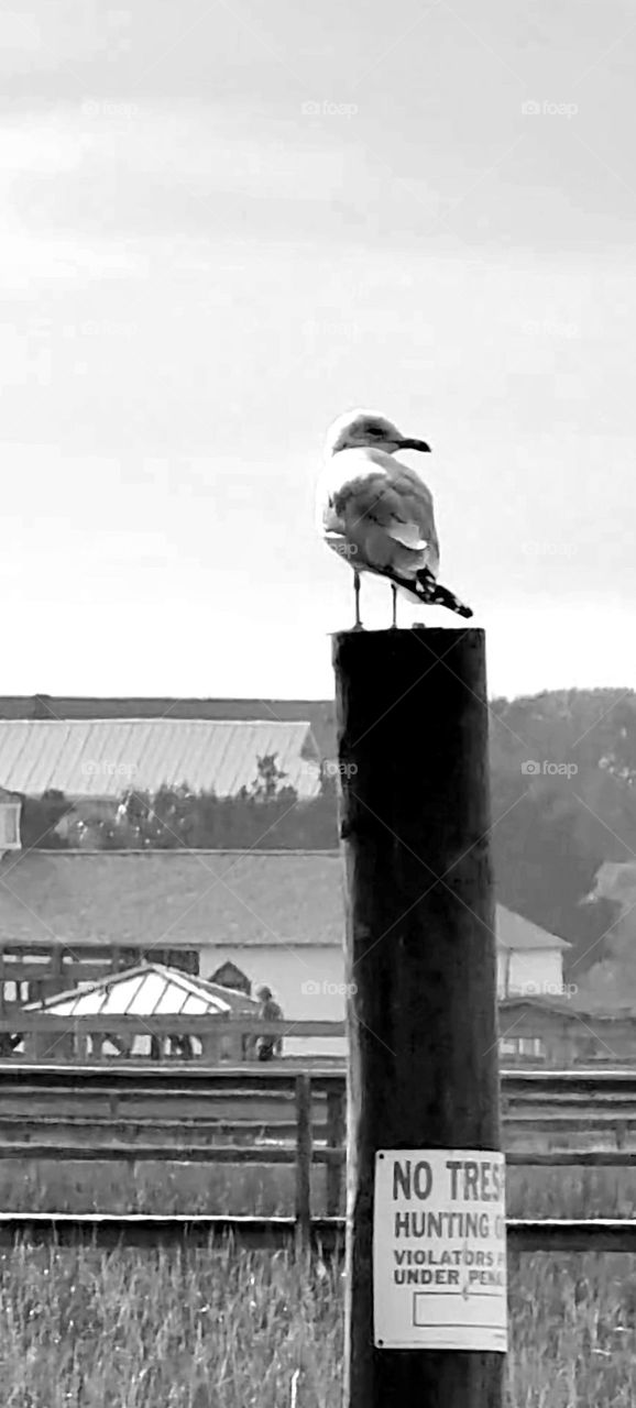 b/w sea gull look for lunch while sitting on a post on the Salt marsh