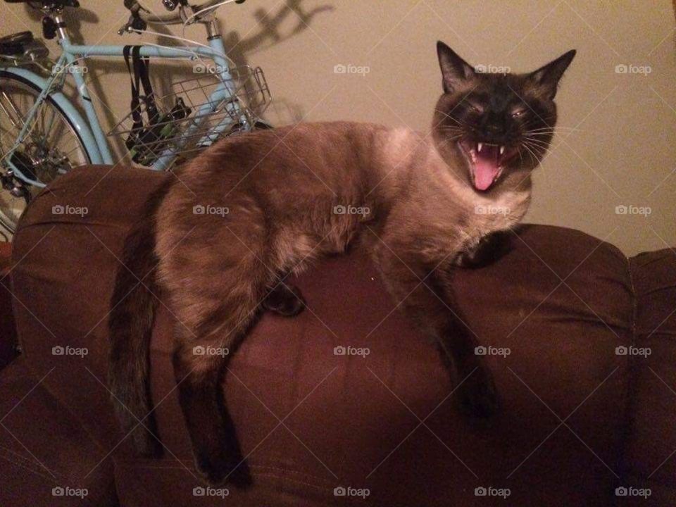 My cat crying while laying on top of the couch