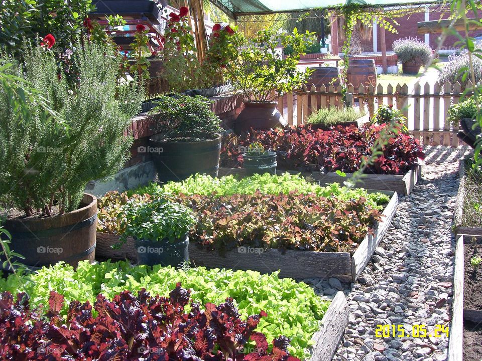 cultivo de verduras para autoconsumo del restaurant