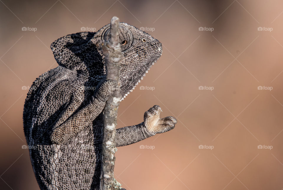 A chameleon animal looks like a beggar