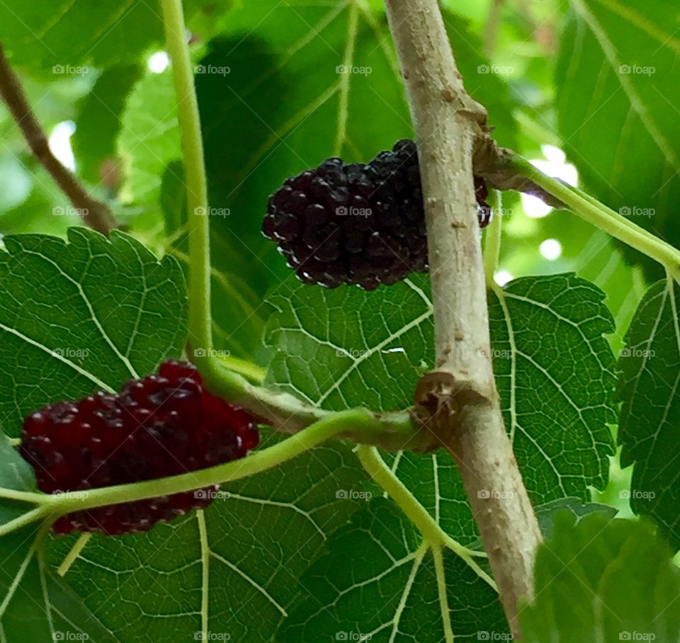 fruit