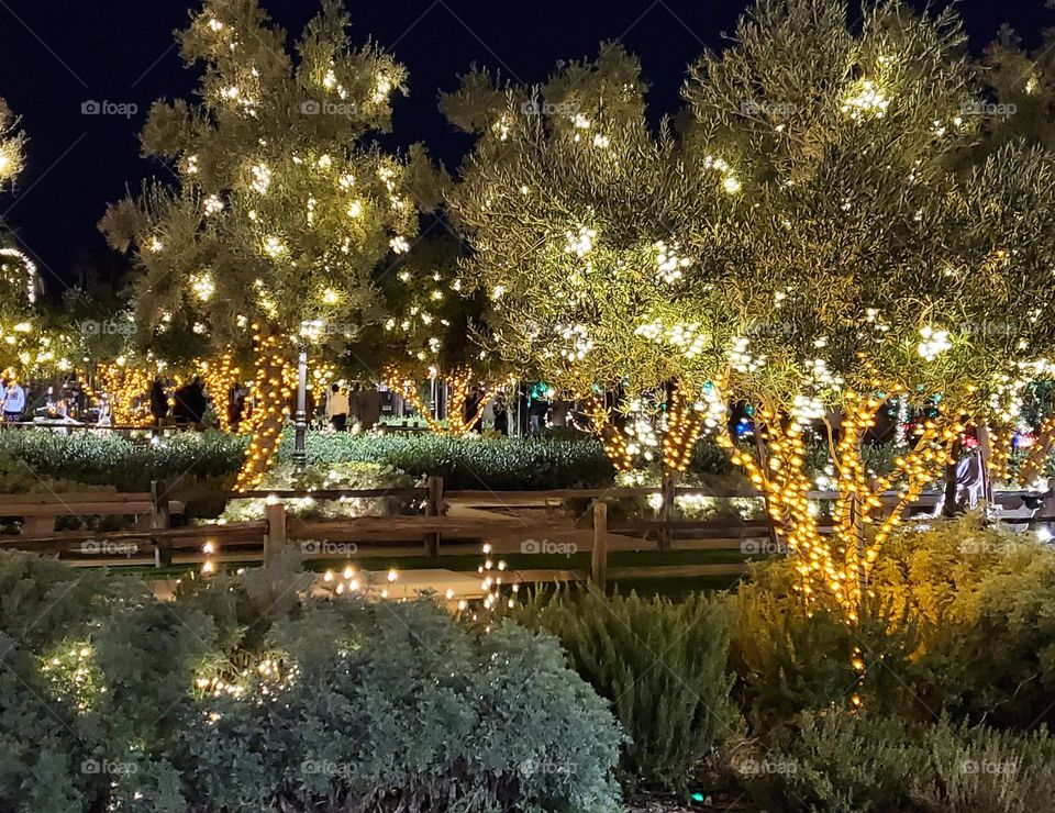 Christmas Lights in Festive Garden