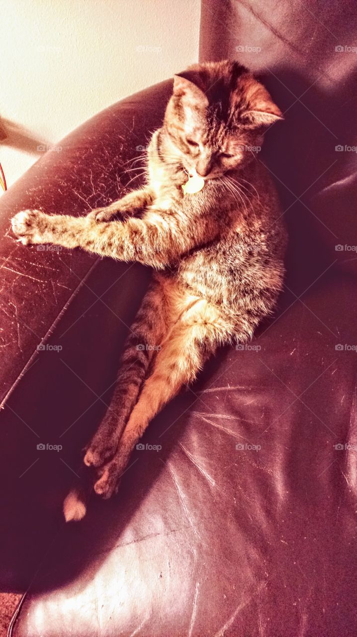 Well-mannered, posing kitty.