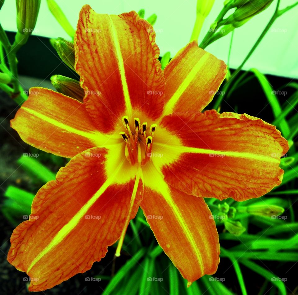 Artsy Lily. Modified coloring a little.