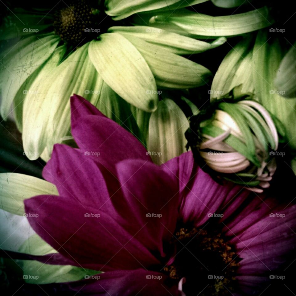 daisymae. experimenting with lighting