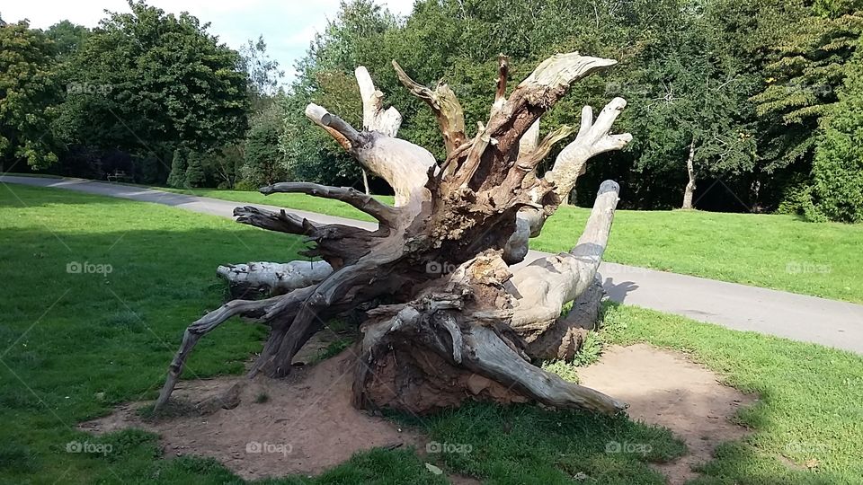 Cut down tree display