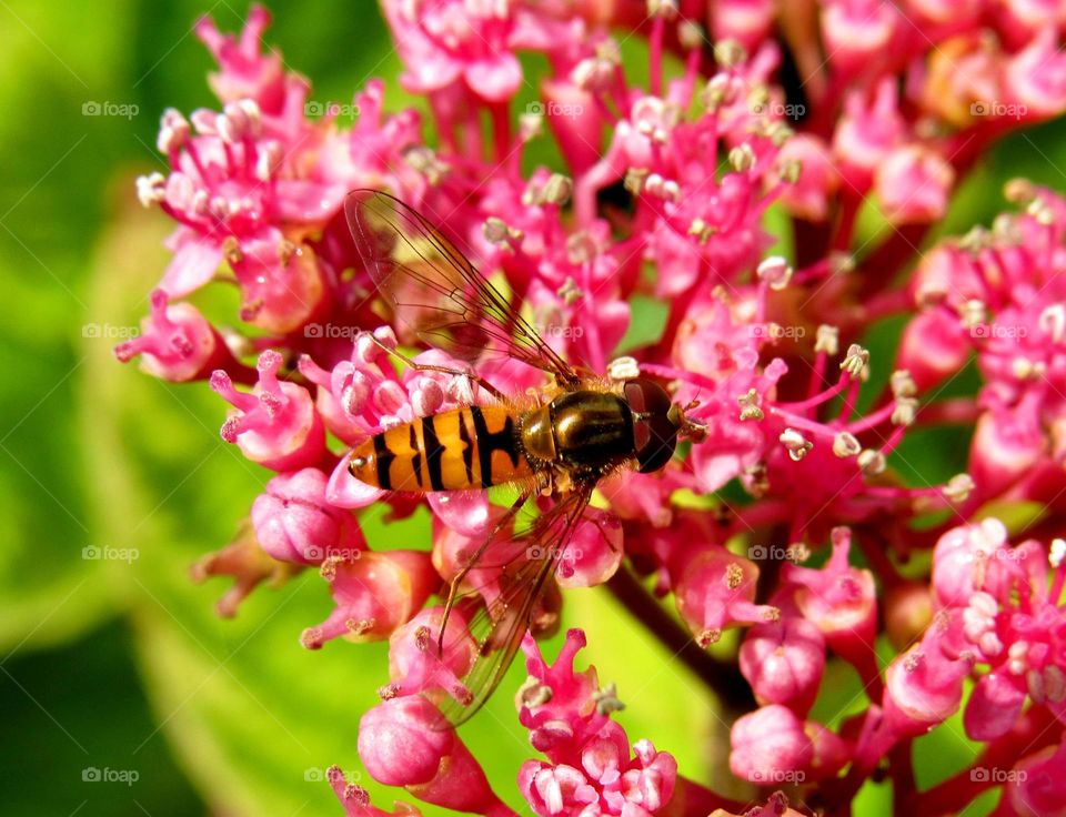 pollinating