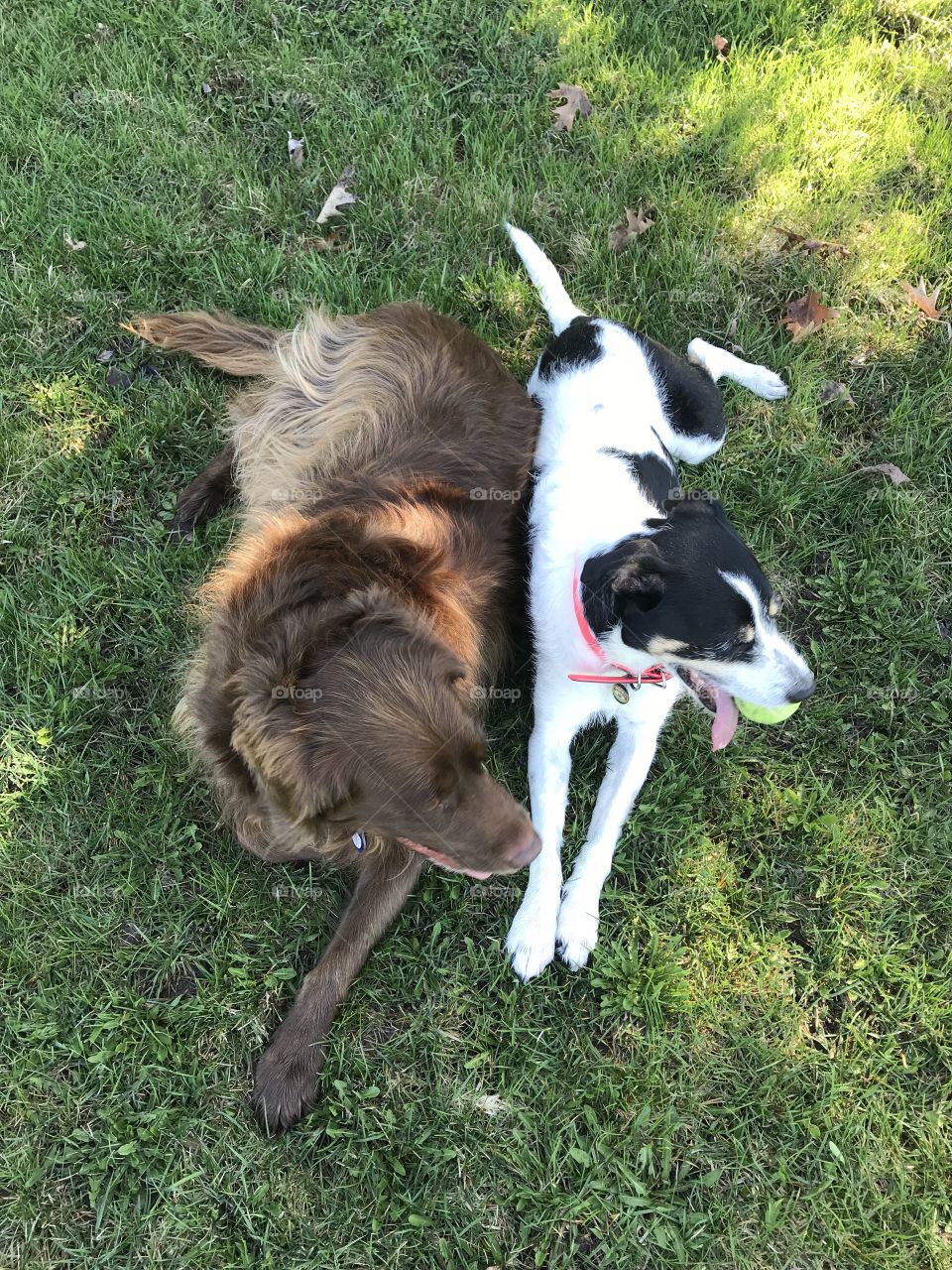 Happy dog duo in the park!