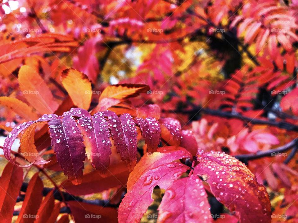 Raindrops on red autumn leaves on the tree 