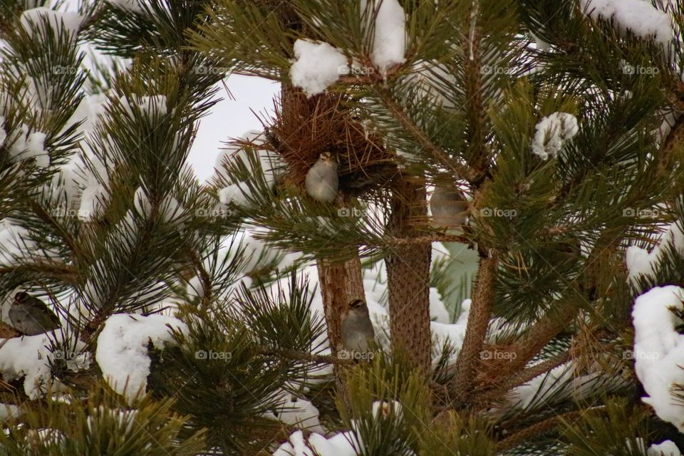 Birds in a tree