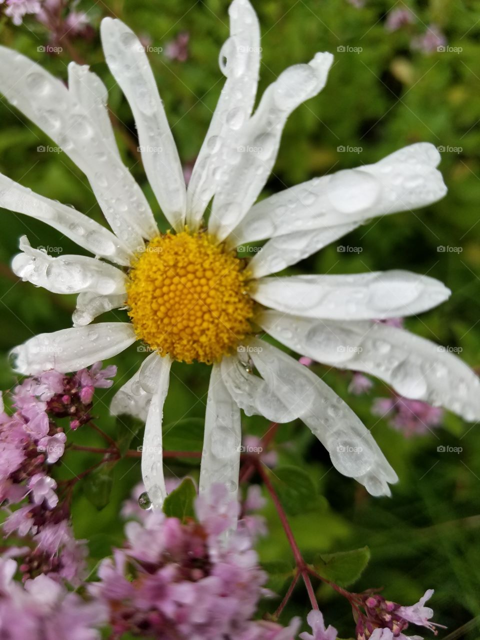 rain drops on flower