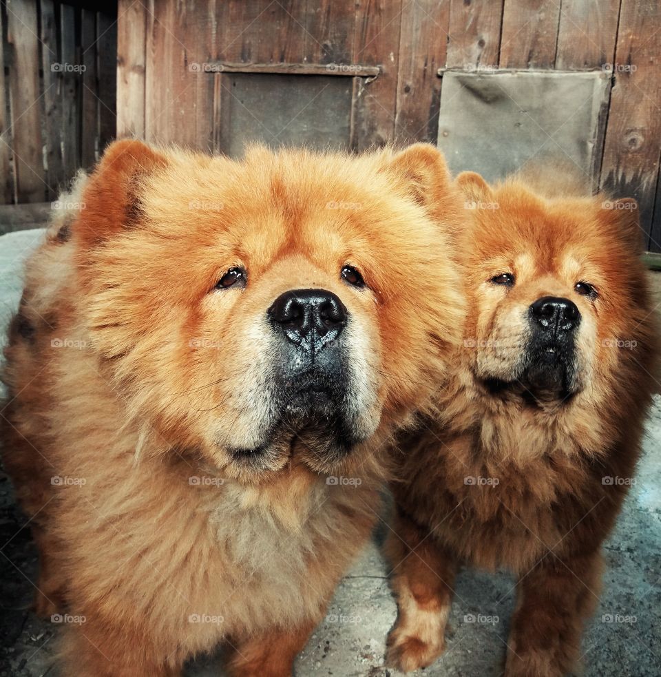 Two chow chow friends looking at the owner.