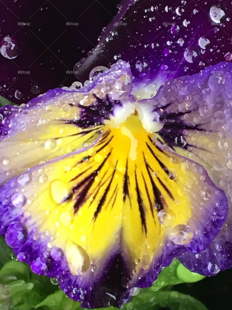 Pansy covered in rain drops 