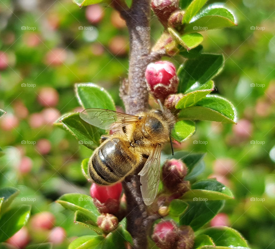 bee