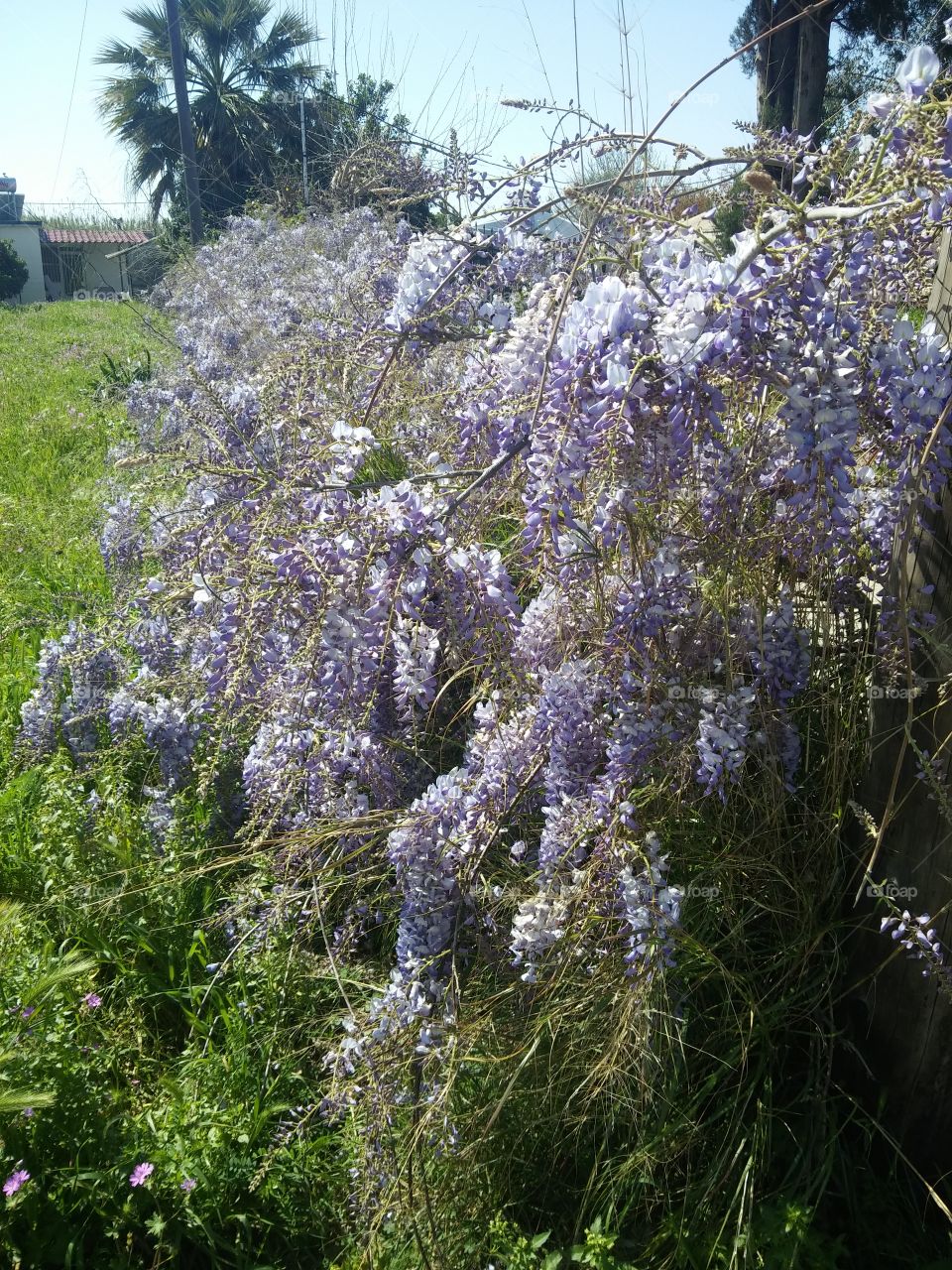 spring flowers