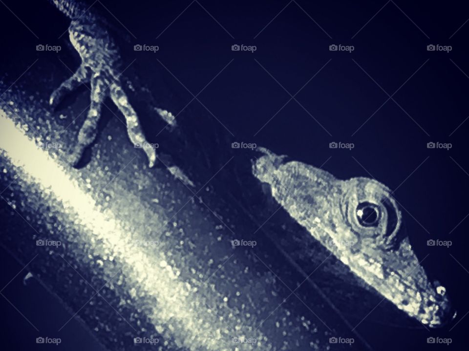 Cuban brown anole on a pole