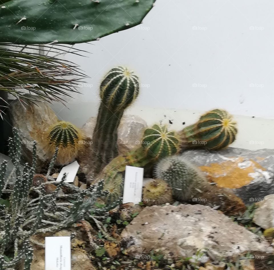 Cactus