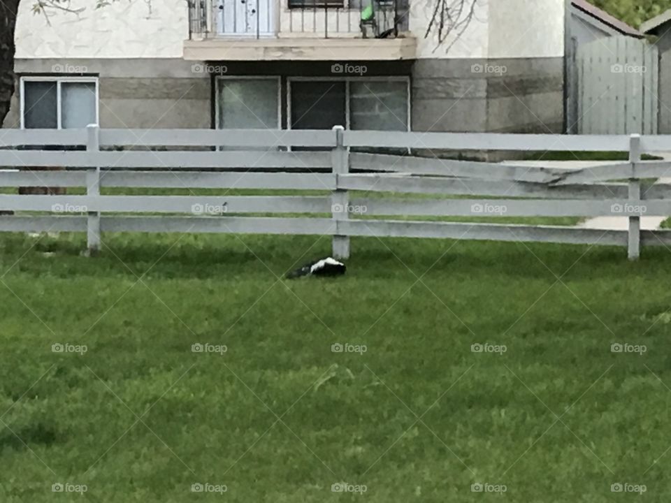 A skunk going under the fence.