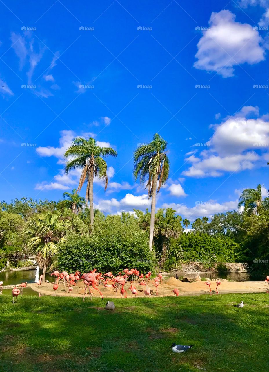 Flamingos gathered in a nice area with palm trees and bushes behind them.  beautiful blue sky with a few white clouds.  photo taken in a zoo