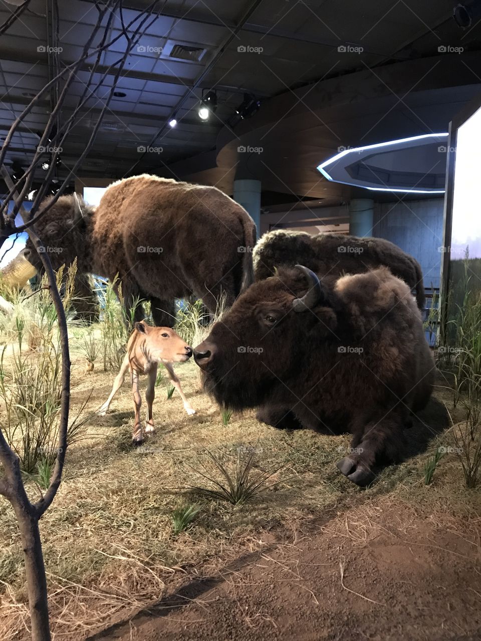 Museu de História Natural de Houston 