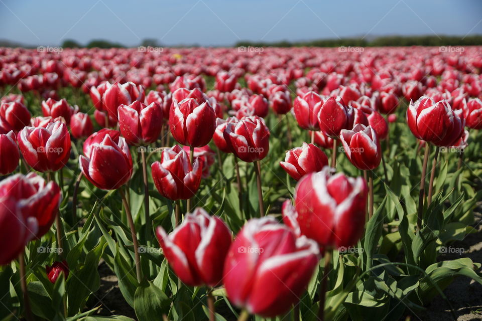 Field of tulips