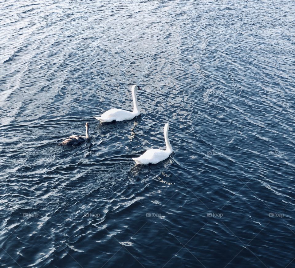 Swan family 