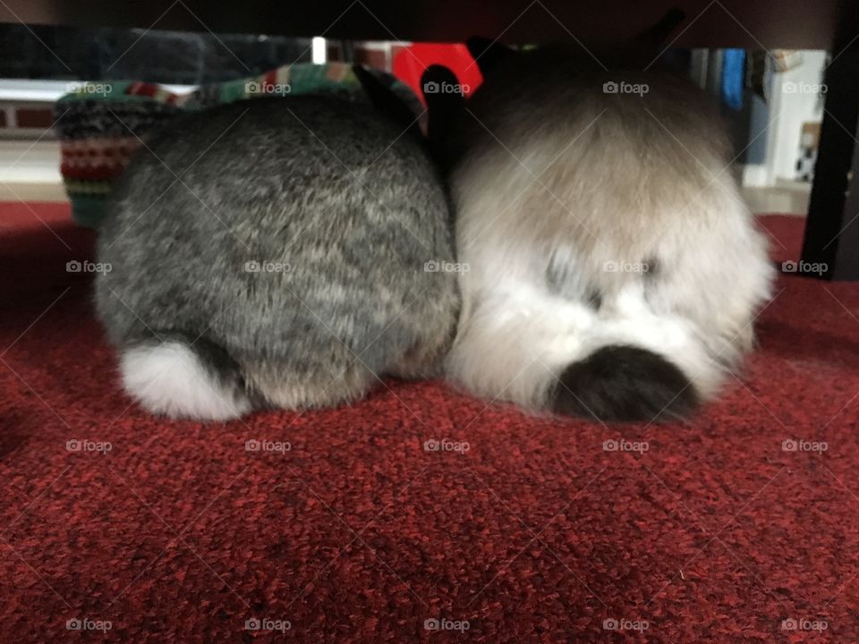 Bun butt