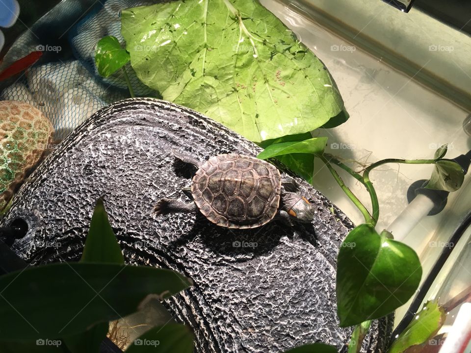 Turtle resting 