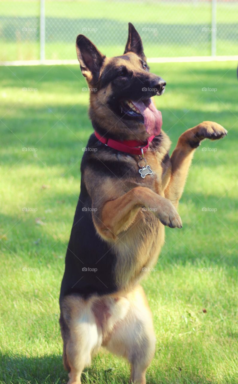 Loving his new rescuer and asking to play fetch.