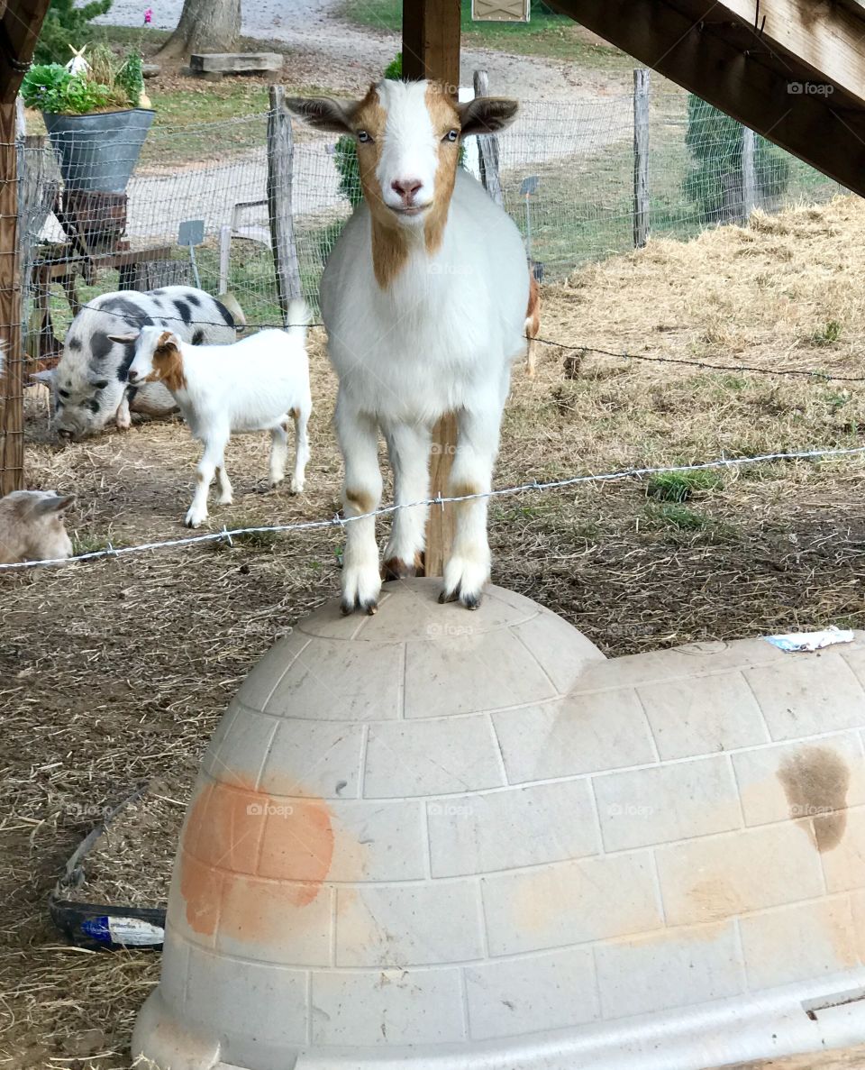 Goat Castle
