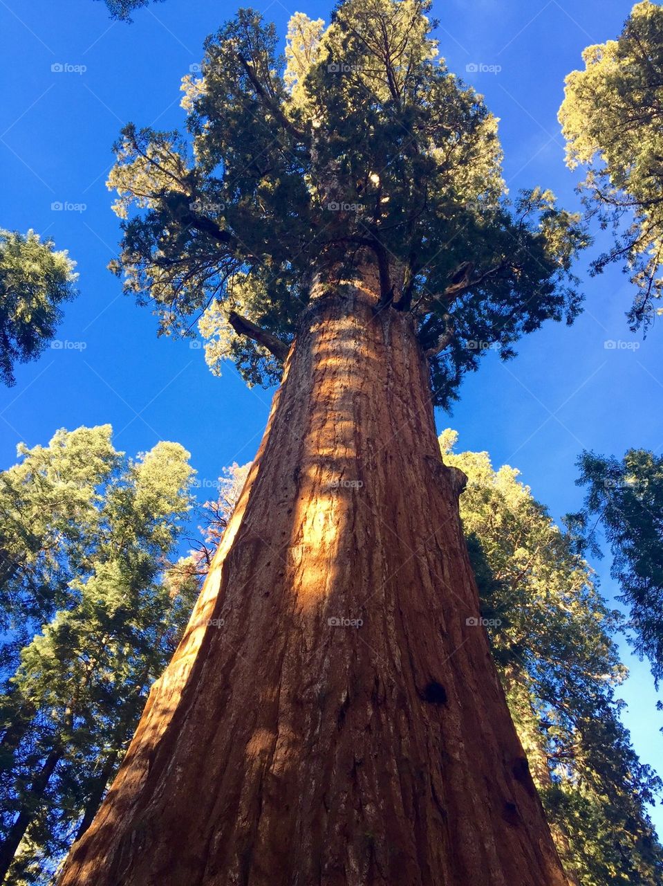 Low angle view of autumn tree