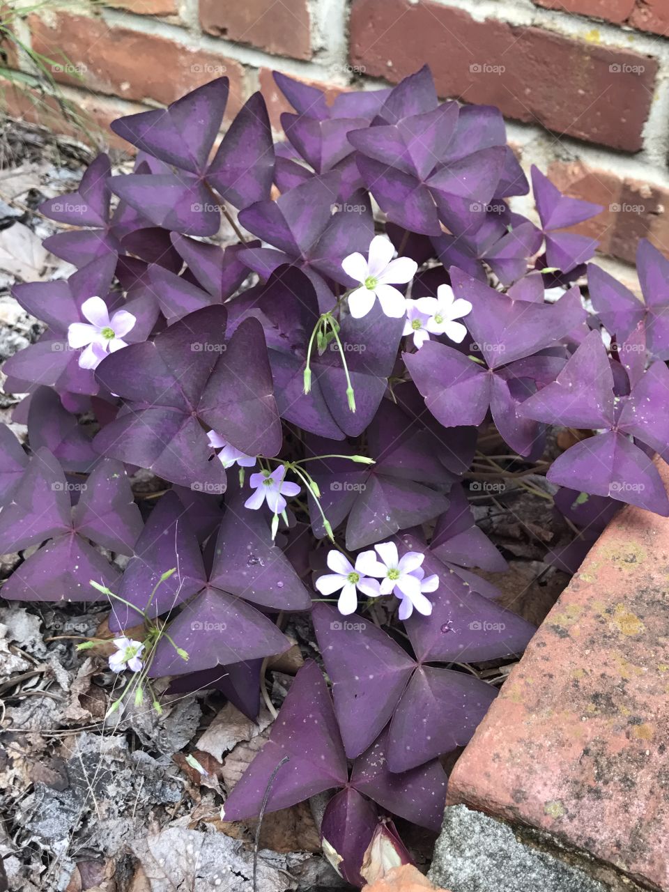 Amazing purple flowers in my momma garden 