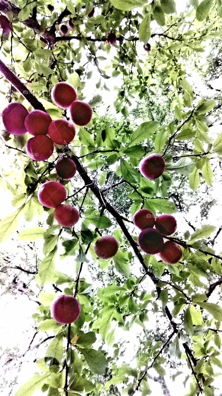 Dwarf Plums ready to pick!