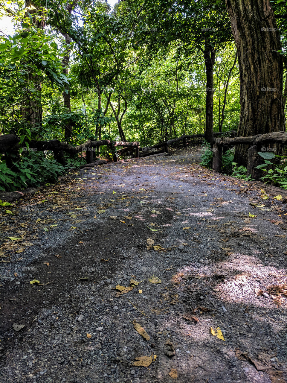 Secluded and empty pathway through Central Park.