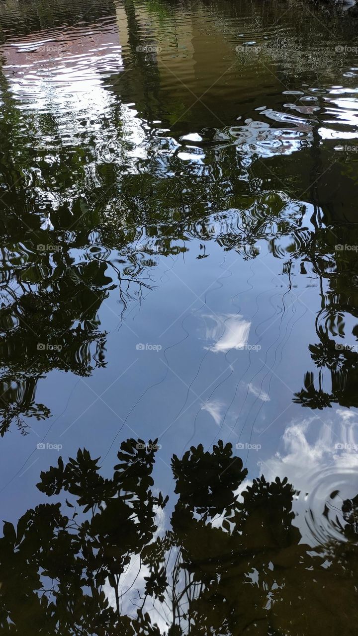 shadow in the fish pond