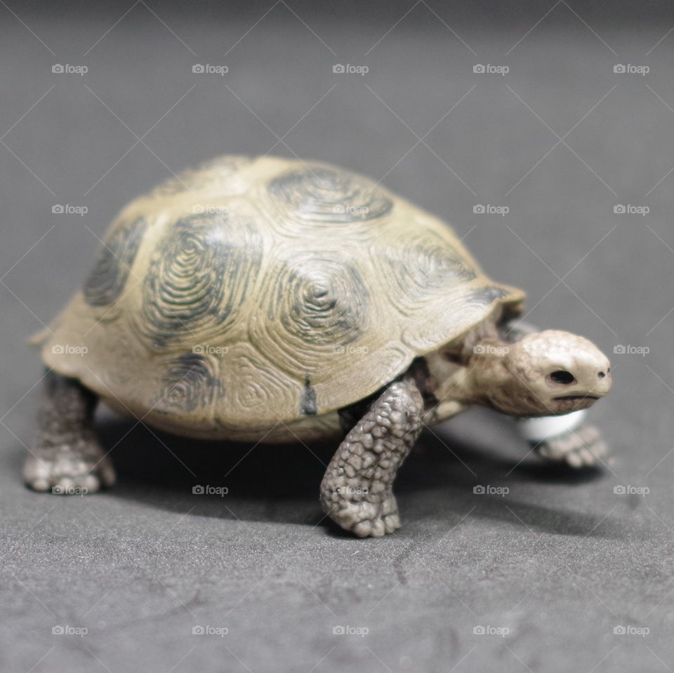 Plastic tortoise figure form a long lost childhood