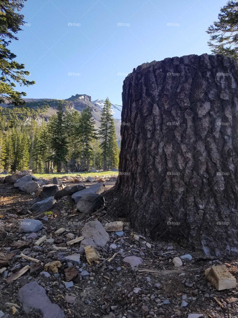 Mt. Shasta Tree stump