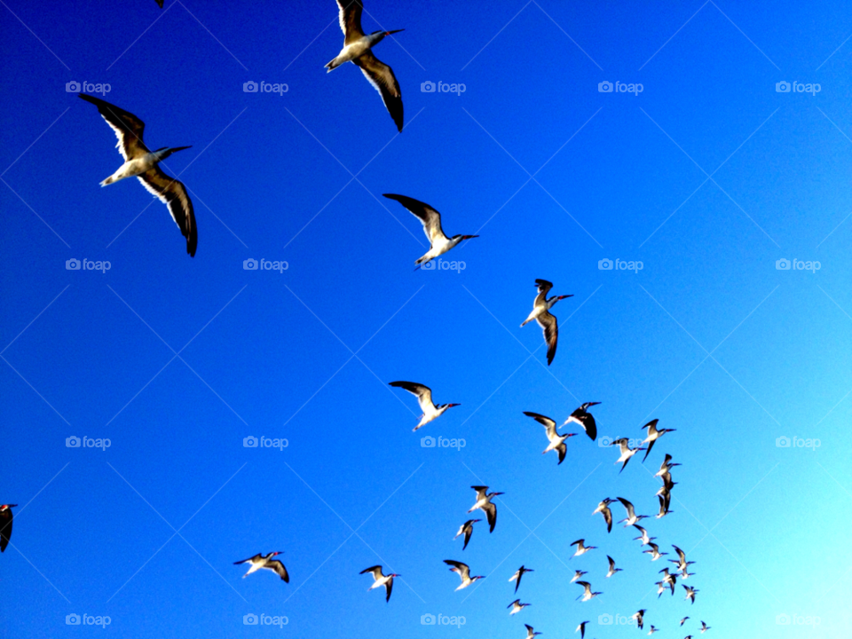 ormond beach black birds flying by bcpix