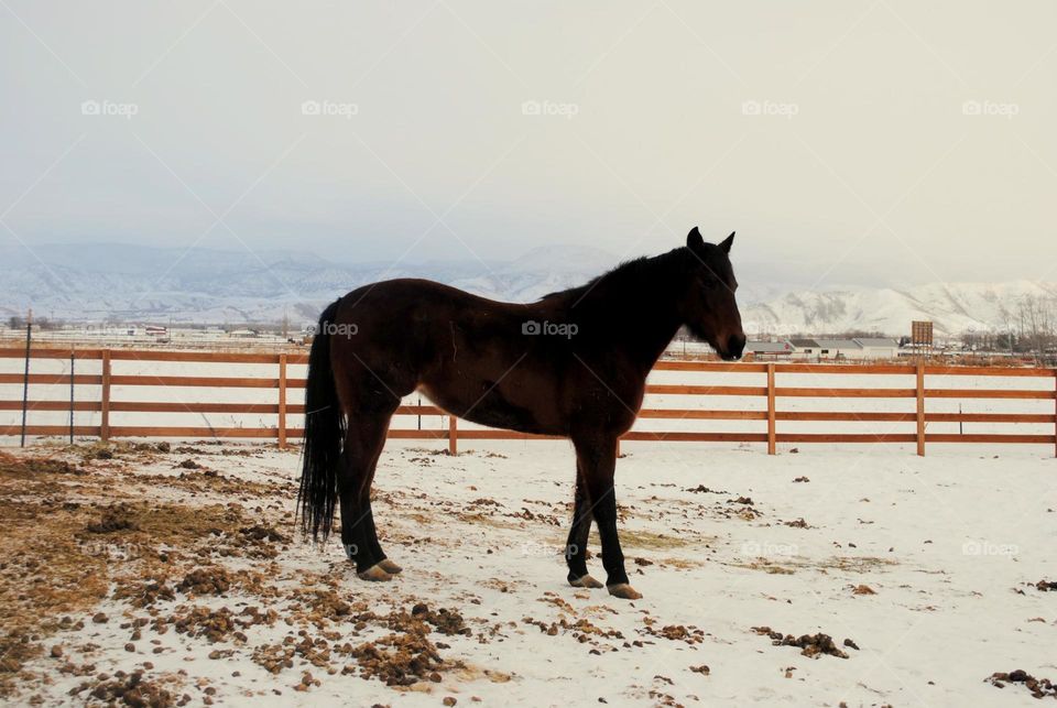 Utah horse. Horse enjoying a cold day