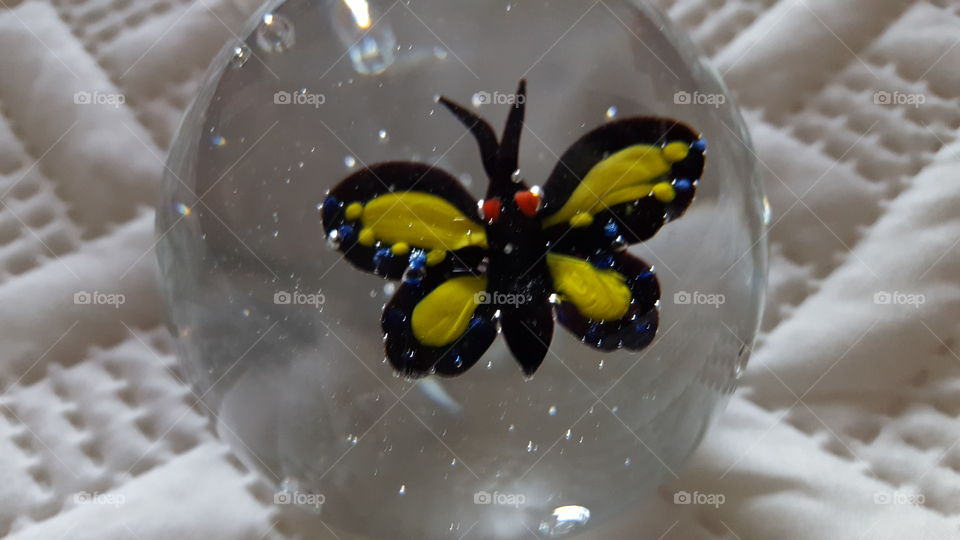 butterfly in glass