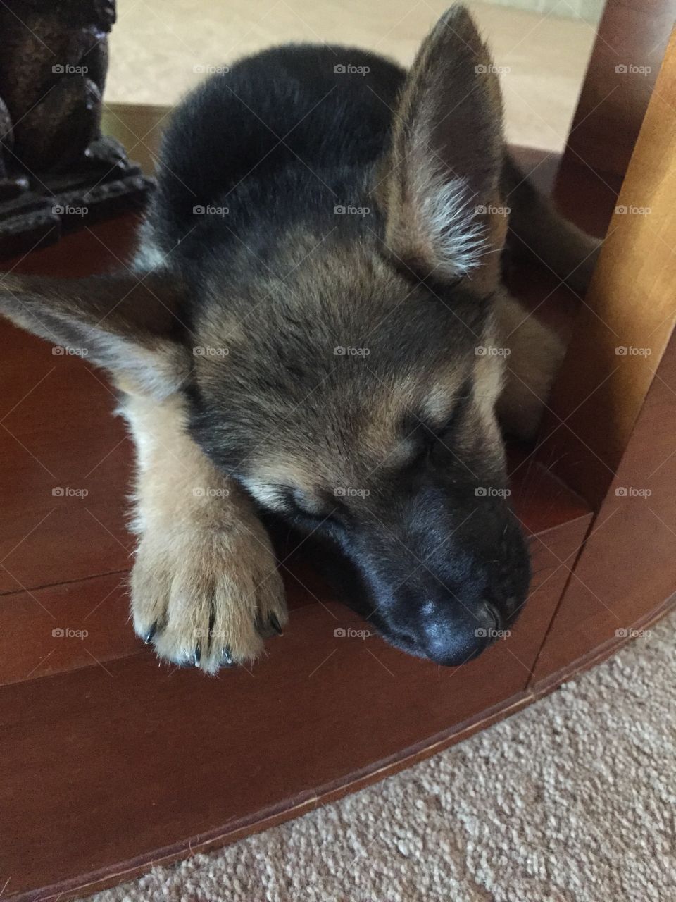 Tired sleeping puppy. Just wanted to try taking a photo from within the FOAP app. Puppy napping in my coffee table