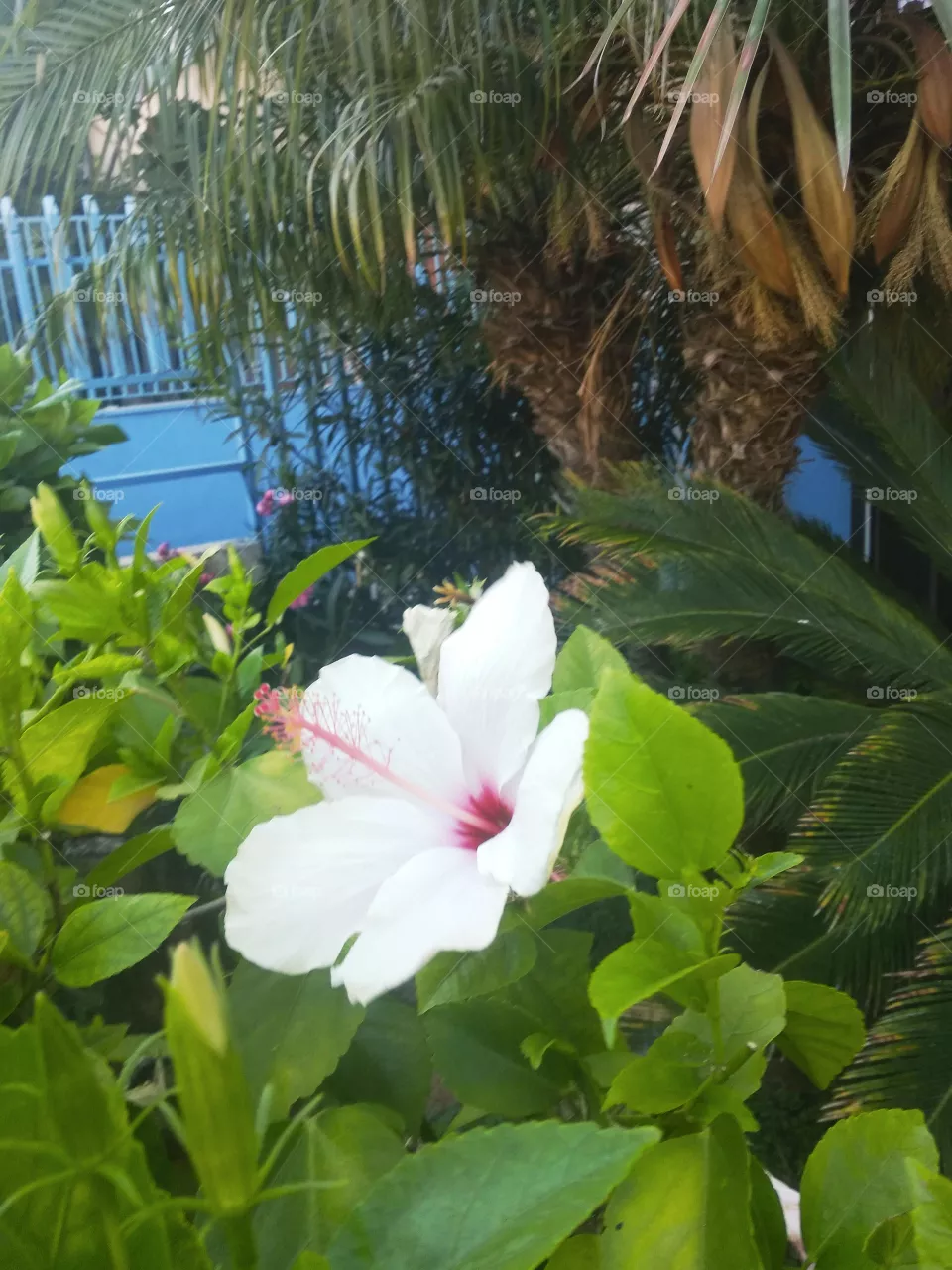 flower